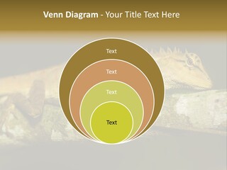 Color Eye Single PowerPoint Template