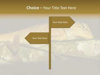 Color Eye Single PowerPoint Template