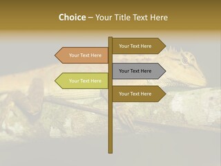 Color Eye Single PowerPoint Template