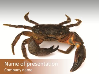 A Crab Is Shown On A White Background PowerPoint Template