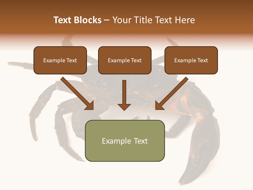 A Crab Is Shown On A White Background PowerPoint Template