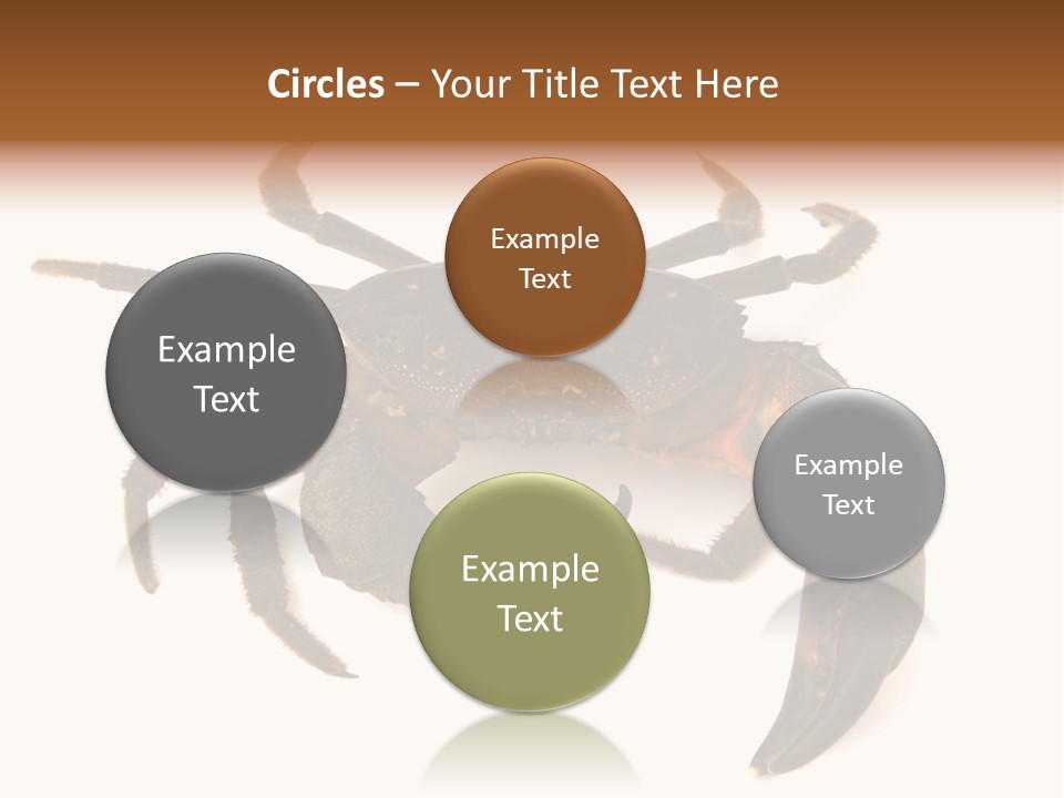 A Crab Is Shown On A White Background PowerPoint Template