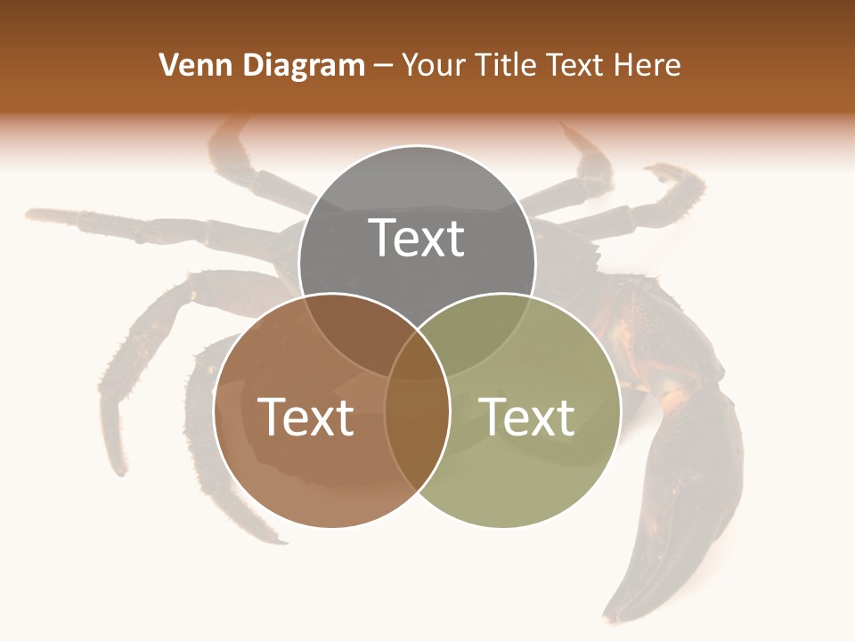 A Crab Is Shown On A White Background PowerPoint Template