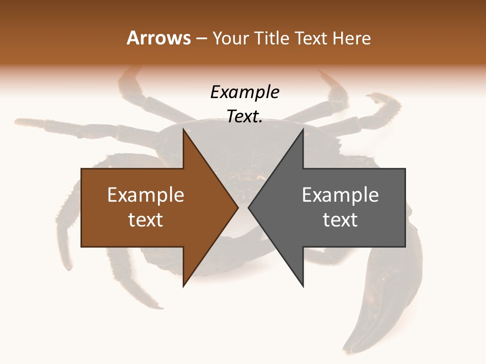 A Crab Is Shown On A White Background PowerPoint Template