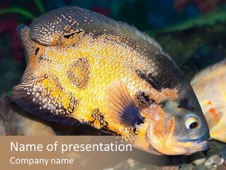 Ocean Unicorn Aquarium PowerPoint Template