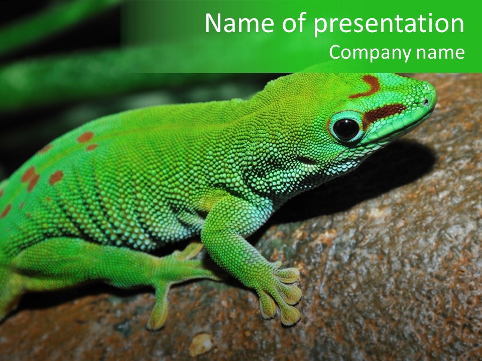 Gecko Chameleon Leaf PowerPoint Template