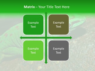 Gecko Chameleon Leaf PowerPoint Template