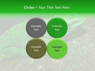 Gecko Chameleon Leaf PowerPoint Template