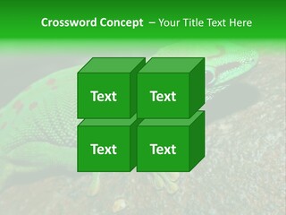 Gecko Chameleon Leaf PowerPoint Template
