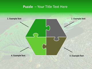 Gecko Chameleon Leaf PowerPoint Template