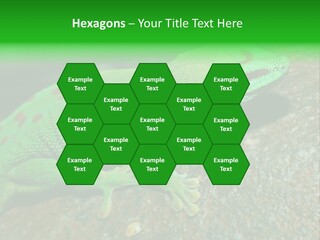 Gecko Chameleon Leaf PowerPoint Template