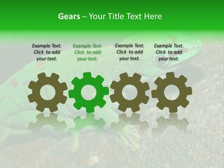 Gecko Chameleon Leaf PowerPoint Template