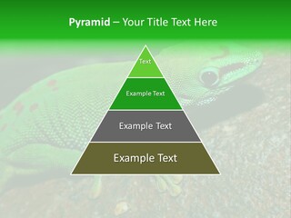 Gecko Chameleon Leaf PowerPoint Template