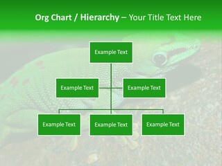 Gecko Chameleon Leaf PowerPoint Template