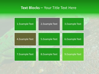 Gecko Chameleon Leaf PowerPoint Template