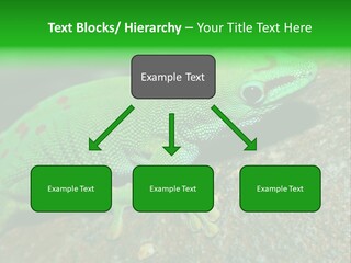 Gecko Chameleon Leaf PowerPoint Template