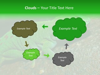 Gecko Chameleon Leaf PowerPoint Template