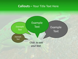 Gecko Chameleon Leaf PowerPoint Template