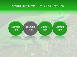 Gecko Chameleon Leaf PowerPoint Template