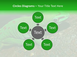 Gecko Chameleon Leaf PowerPoint Template