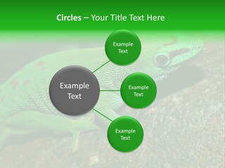 Gecko Chameleon Leaf PowerPoint Template