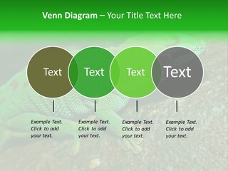 Gecko Chameleon Leaf PowerPoint Template