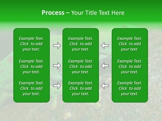Gecko Chameleon Leaf PowerPoint Template