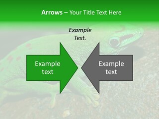 Gecko Chameleon Leaf PowerPoint Template