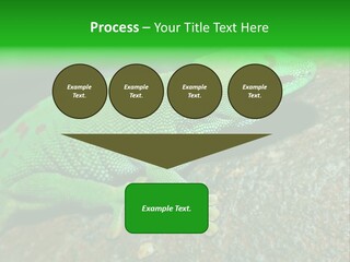 Gecko Chameleon Leaf PowerPoint Template