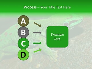 Gecko Chameleon Leaf PowerPoint Template