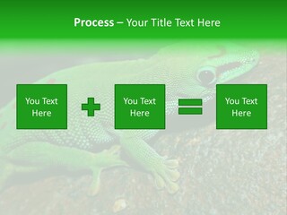 Gecko Chameleon Leaf PowerPoint Template