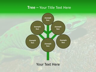 Gecko Chameleon Leaf PowerPoint Template