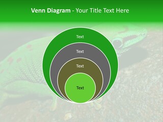 Gecko Chameleon Leaf PowerPoint Template