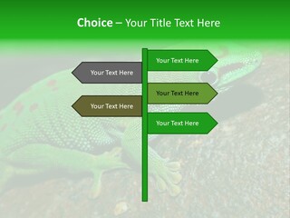 Gecko Chameleon Leaf PowerPoint Template