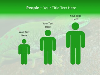 Gecko Chameleon Leaf PowerPoint Template