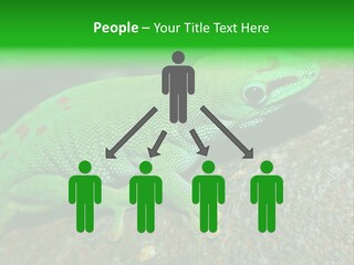 Gecko Chameleon Leaf PowerPoint Template
