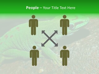Gecko Chameleon Leaf PowerPoint Template