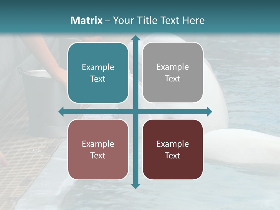 Fish Park Animals PowerPoint Template