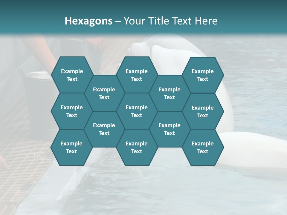 Fish Park Animals PowerPoint Template