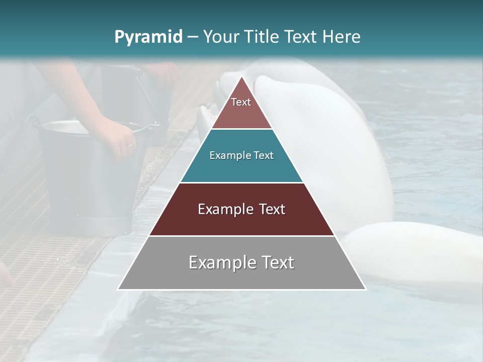 Fish Park Animals PowerPoint Template