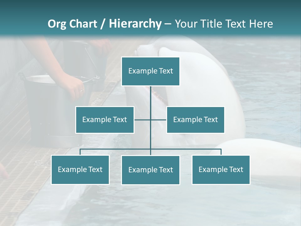 Fish Park Animals PowerPoint Template