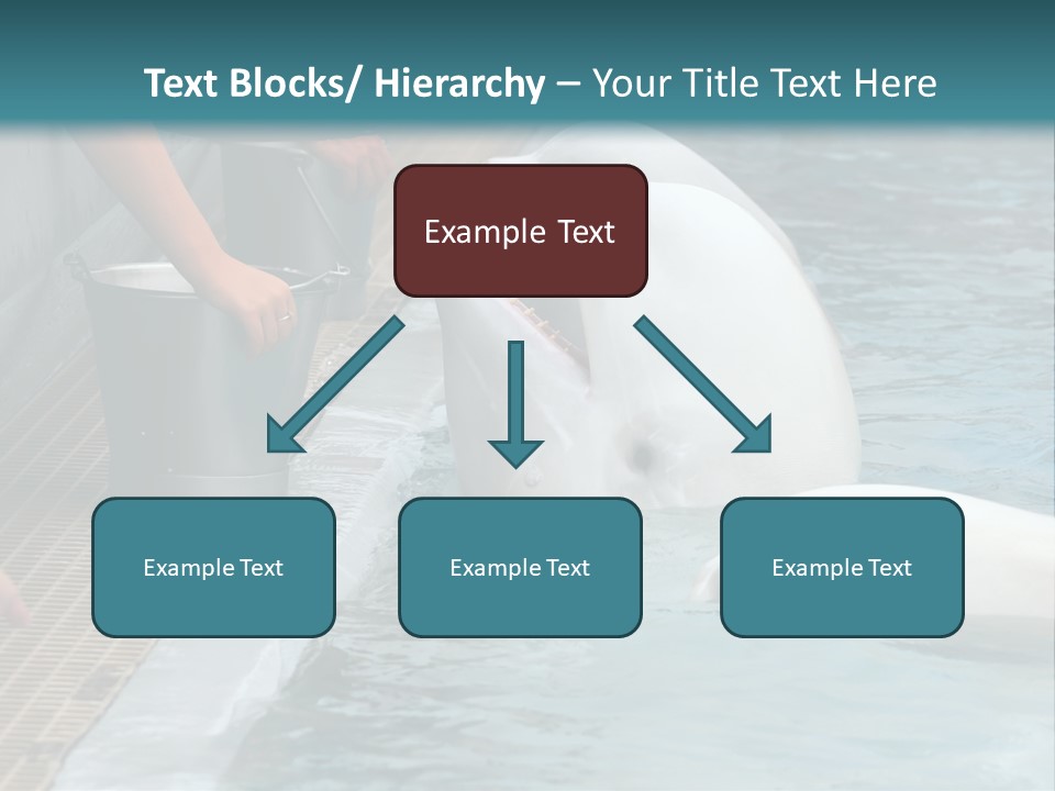 Fish Park Animals PowerPoint Template