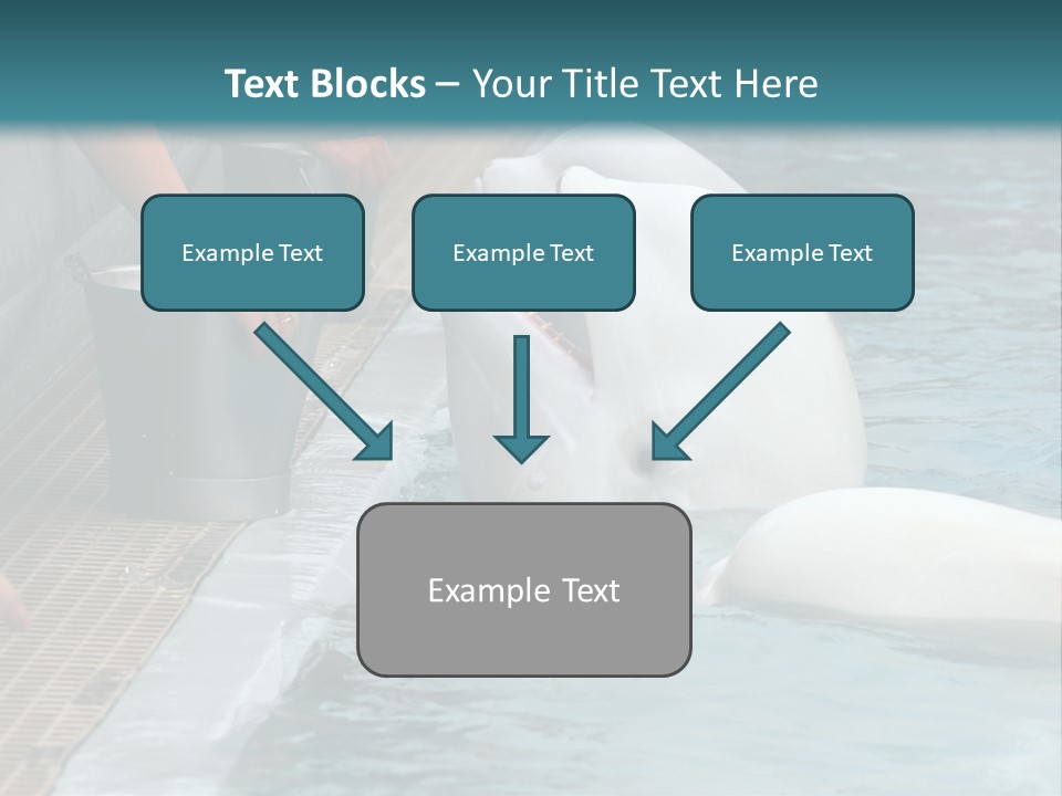 Fish Park Animals PowerPoint Template