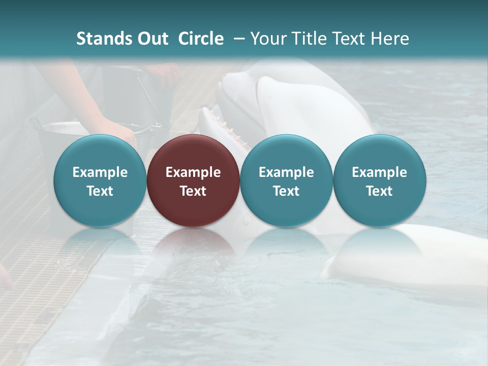 Fish Park Animals PowerPoint Template