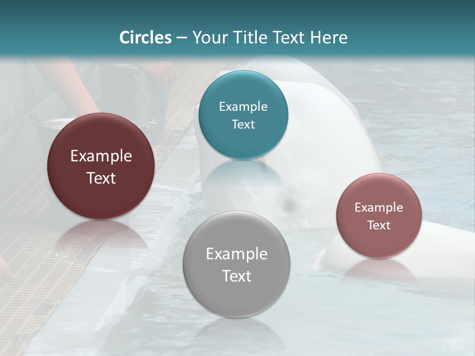 Fish Park Animals PowerPoint Template