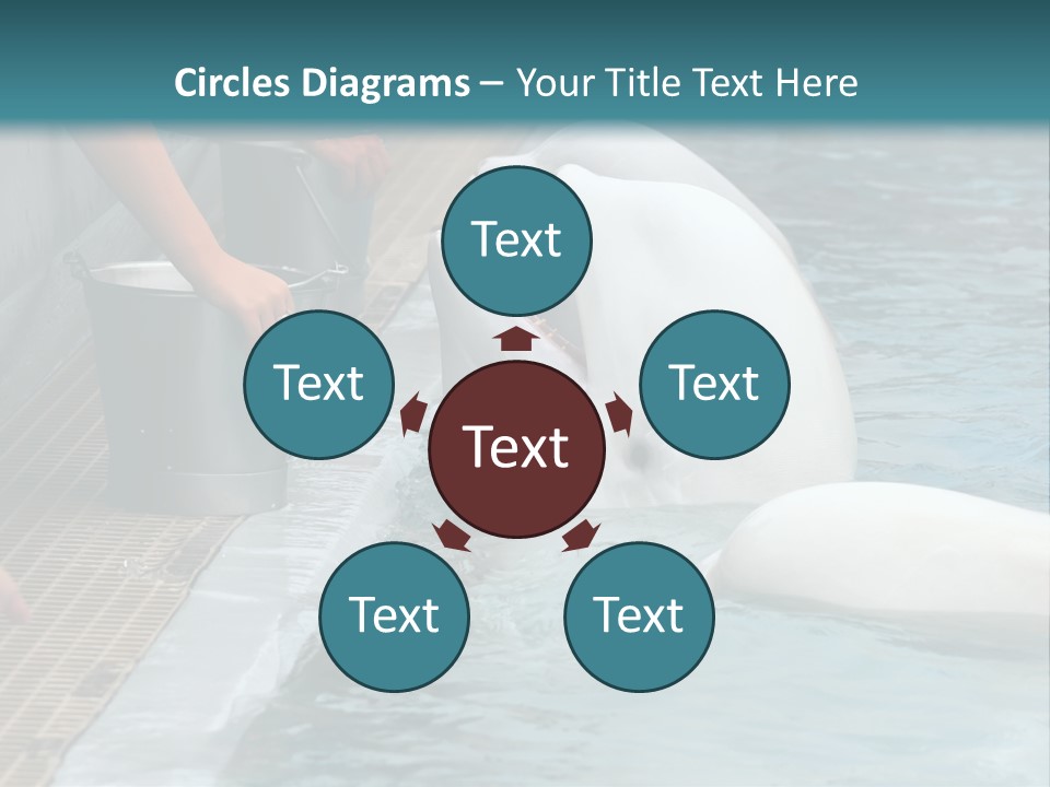 Fish Park Animals PowerPoint Template