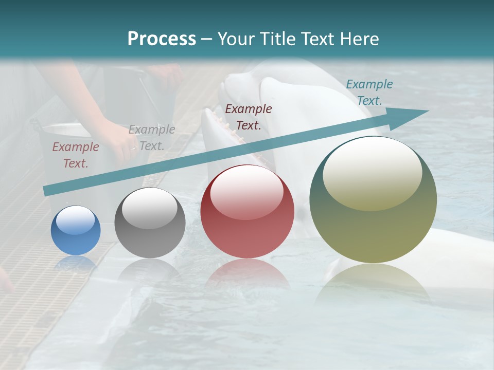 Fish Park Animals PowerPoint Template