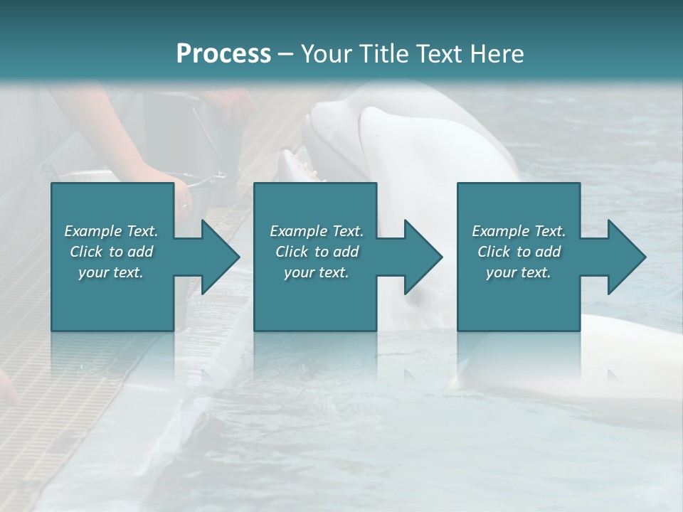 Fish Park Animals PowerPoint Template