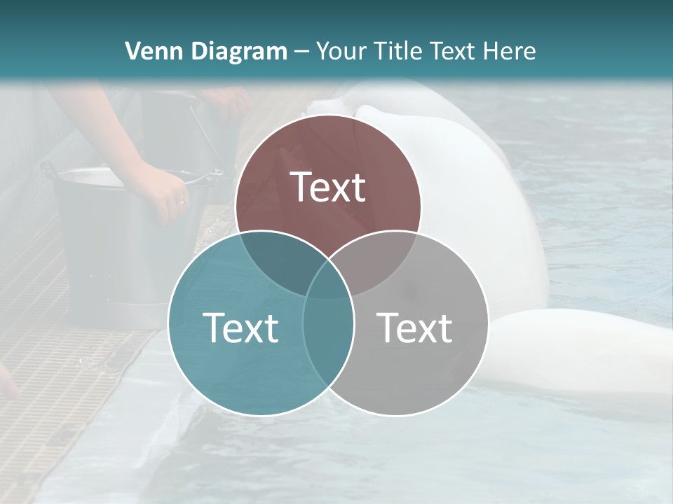 Fish Park Animals PowerPoint Template