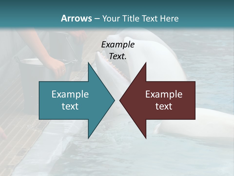 Fish Park Animals PowerPoint Template